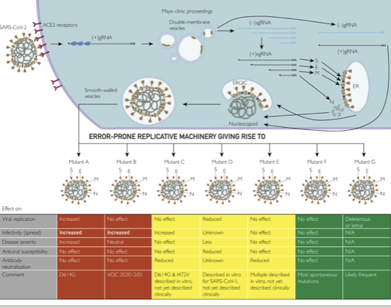 <ul><li><p>SARS-COV-2 variants are all the result of evolution within infected hosts</p></li><li><p>Selection favors variants that are more transmissible and that evade protection from vaccines or previous infection</p></li></ul>