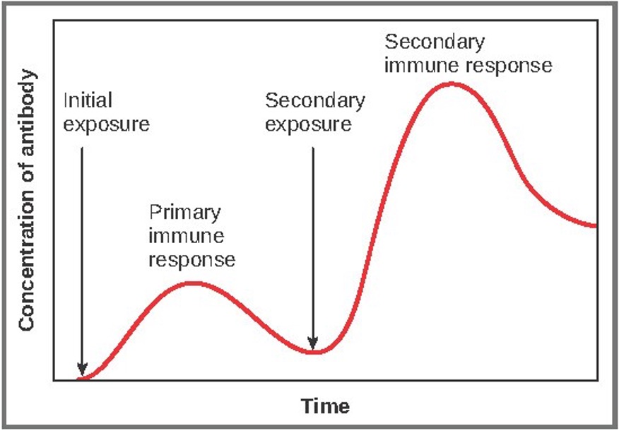 <p>The more memory b-cells you have, the longer the body remembers the antigen, and can recover quicker the next time you have the pathogen. The first time your body is exposed to an antigen, it carries out the primary immune response. The next time it comes across the antigen, it triggers the secondary immune response.</p>