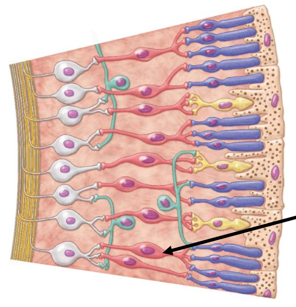 <p>Structure indicated by the arrow on the picture is </p><p></p><p>a. Ganglion cell</p><p>b. Bipolar cell</p><p>d. Rod cell</p><p>d. Cone cell</p>