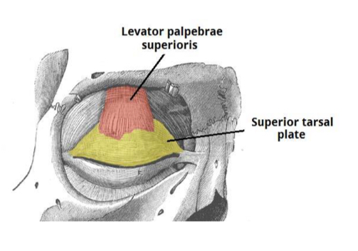 <p>innervated by CN III (oculomotor nerve), elevates superior eyelid</p>
