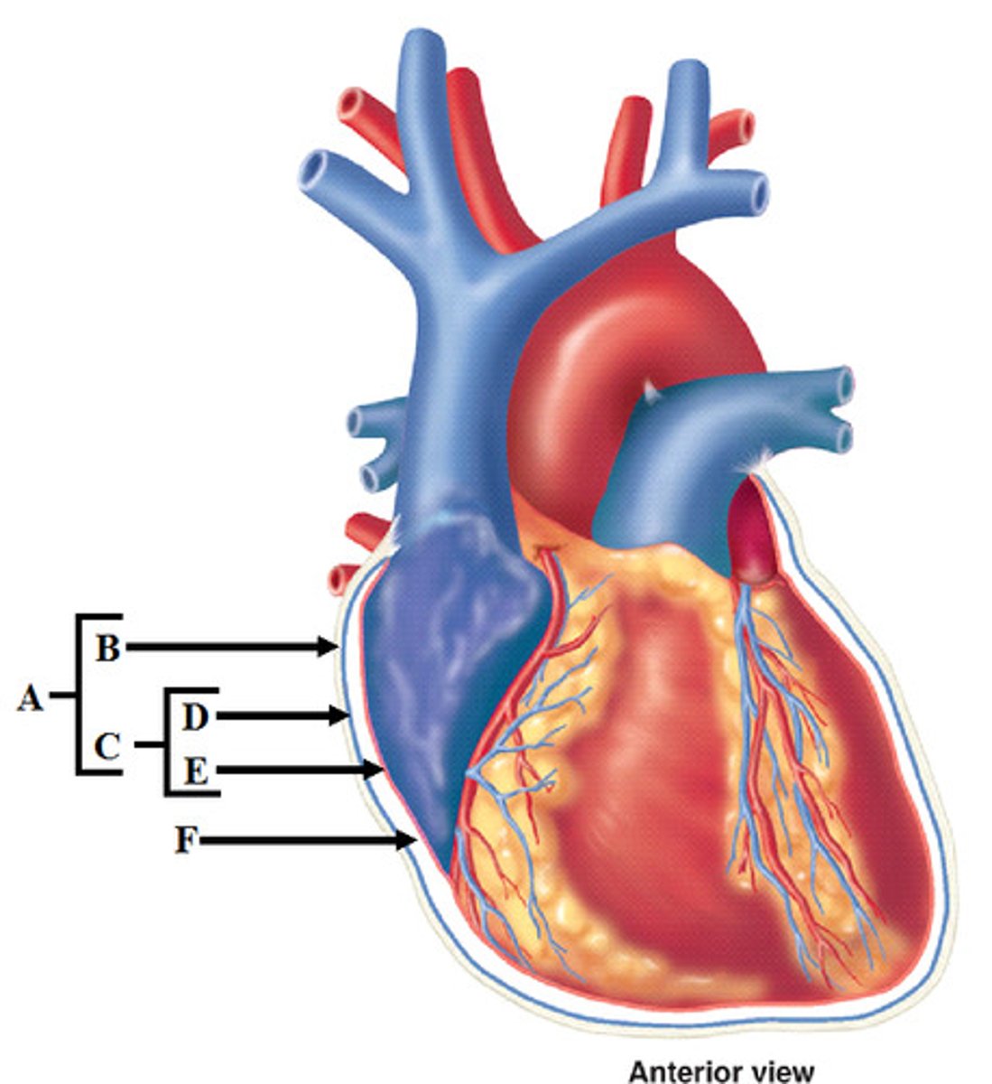 <p>What part of the heart is letter E?</p>