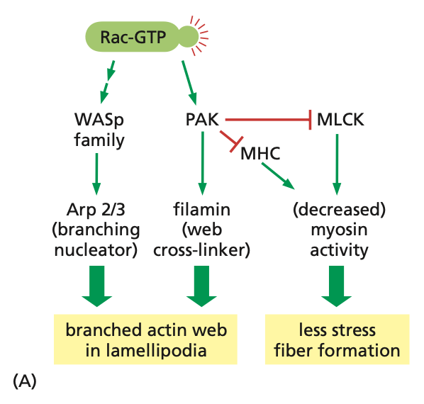 <p>Rac activation pathways</p>