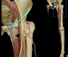 runs from the ASIS to the pubic tubercle; continuous with the fascia lata of the thigh
