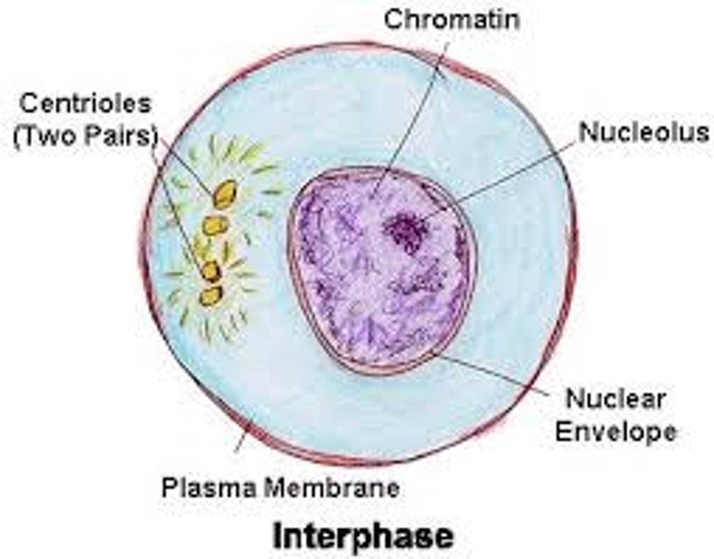 <p>Before mitosis begins when a cell grows, replicates DNA, and prepares to go through cell division . Spends 90% of time here</p>