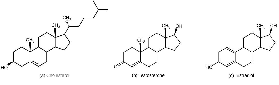 <p>The precursor molecule for cholesterol and steroid hormones</p><ul><li><p>composed of a carbon skeleton with 4 rings and varying functional groups</p></li><li><p>ex: cholesterol, synthetic anabolic steroids, estrogen, testosterone</p></li></ul><p></p>