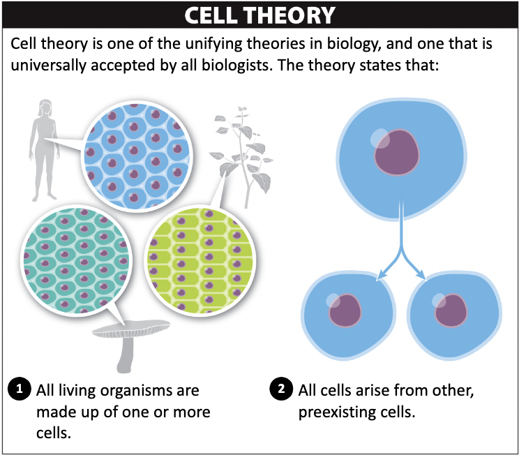 <ul><li><p>All organisms are made of cells</p></li><li><p>All cells arise from pre-existing cells</p></li><li><p>Populations of single-celled organisms all have a common ancestor cell</p></li><li><p>All cells in multicellular organism arose from a single cell All living organisms are</p></li></ul>