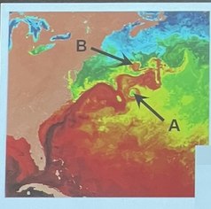 Which statement is true 

* A and B are warm core eddies 
* A and B are cold core eddies 
* A is a warm core eddy and B is a cold core eddy
* A is a cold core eddy and B is a warm core eddy
