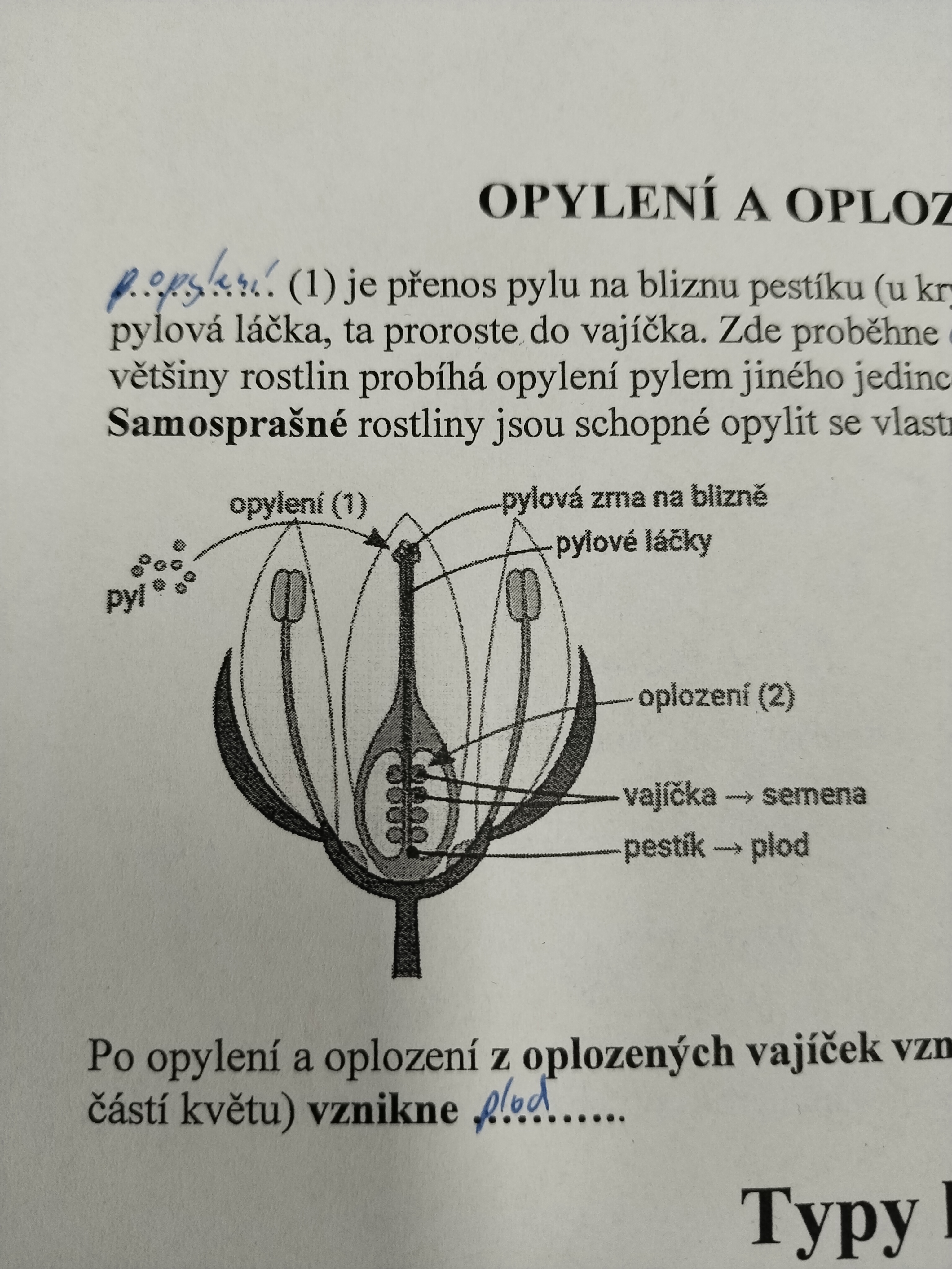 <p>Splynutí pohlavních buněk </p>