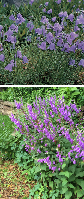 <p>The bottom photo is invasive—it’s creeping bellflower! Its native look-alike is native bluebells. </p><p>Top photo: bluebells (native):</p><ul><li><p>Leaves: heart-shaped basal leaves and long, narrow leaves on the flowering stem</p></li><li><p>Flowers: only 1-3 flowers per stem</p></li></ul><p>Bottom photo: creeping bellflower (invasive):</p><ul><li><p>Leaves: heart-shaped</p></li><li><p>Flowers: dense on one side of the stem</p></li></ul><p></p><p></p>