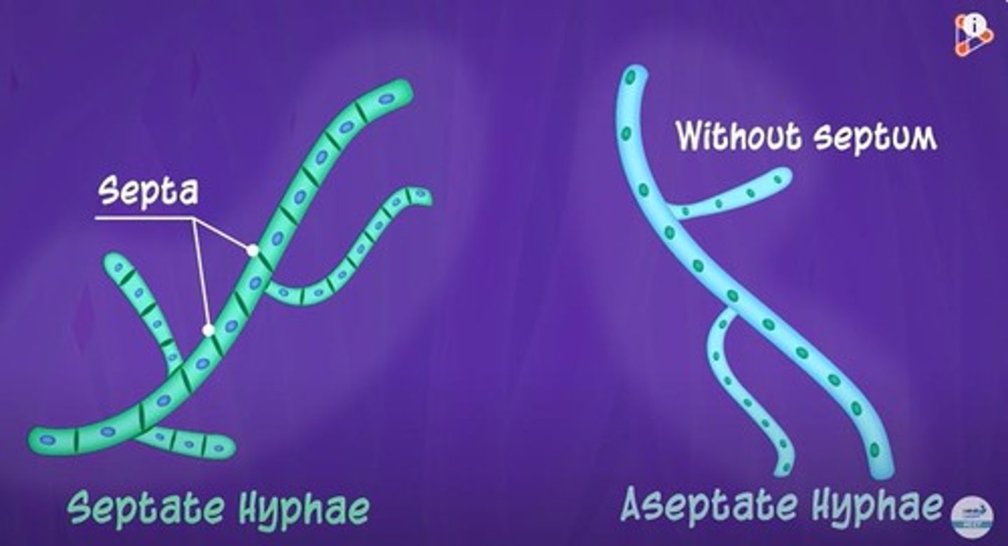 <p>Hyphae divided by septa, allowing compartmentalization.</p>