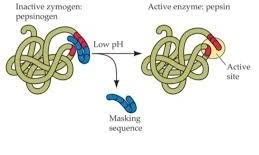 <p>Zymogens:</p>
