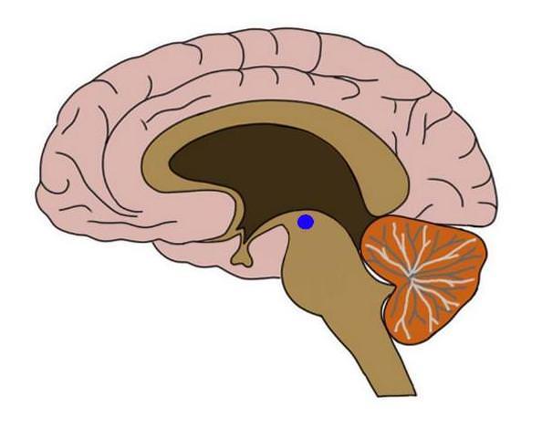 <p>Ventral Tegmental Area</p>