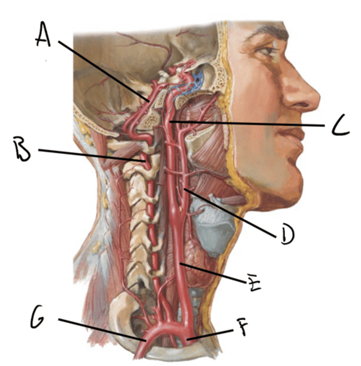 knowt flashcard image