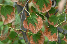 <p><span>&nbsp;Browning of leaf edges and tips due to insufficient water or cold, drying winds.</span></p>