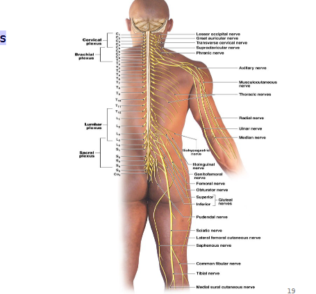 <p>Nervous Plexuses</p>