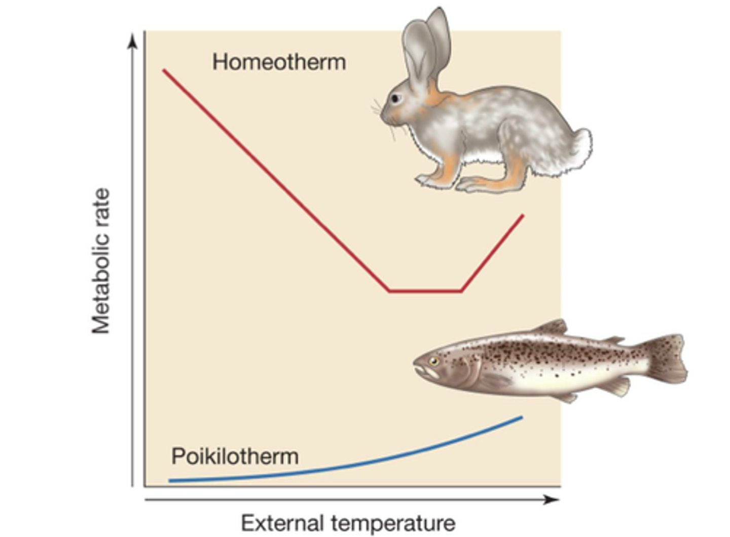 <p>Endotherms that keep a stable temperature all throughout it's body.</p><p>All parts are equally hot.</p>