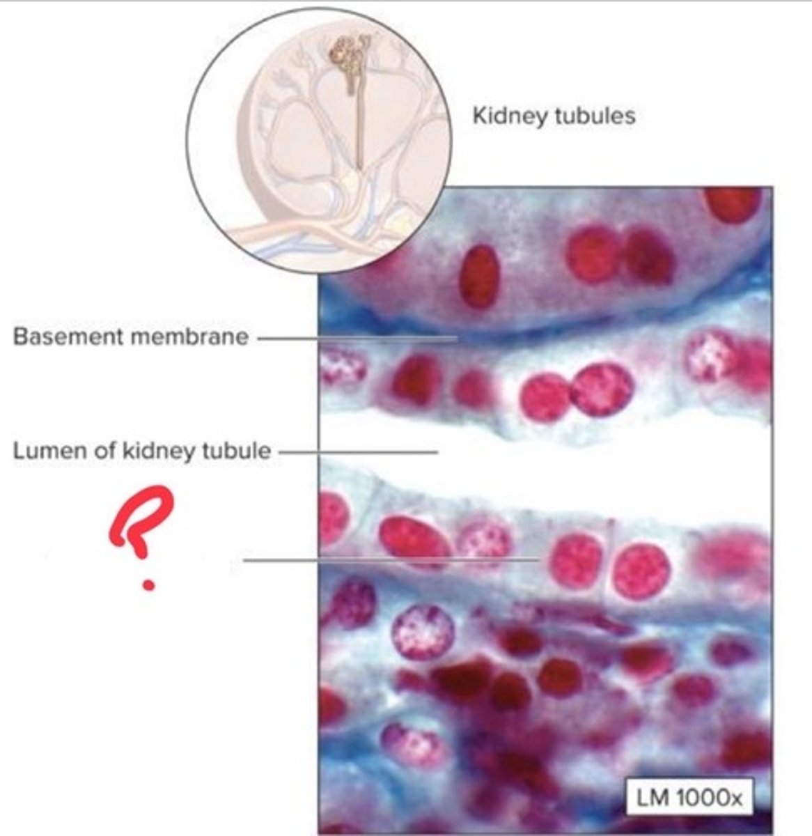 <p>What epithelial tissue is this?</p>