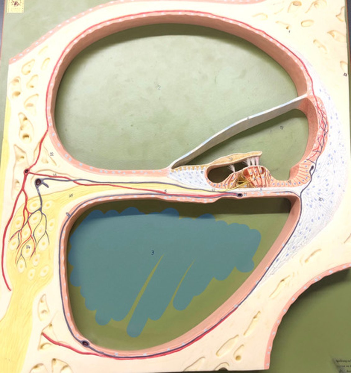 <p>Name this space (blue)</p>