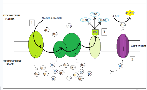 <p>Electrons that are passed down release energy (This energy pumps H+ ions across the membrane into the inter-membrane space)</p><p>High to low concentration gradient  (High to low of H+ in the IMS) forces H+ ions through the ATP synthase creating ATP</p><p>O2 is the last electron acceptor. It bond with electrons and H+ creating water</p>