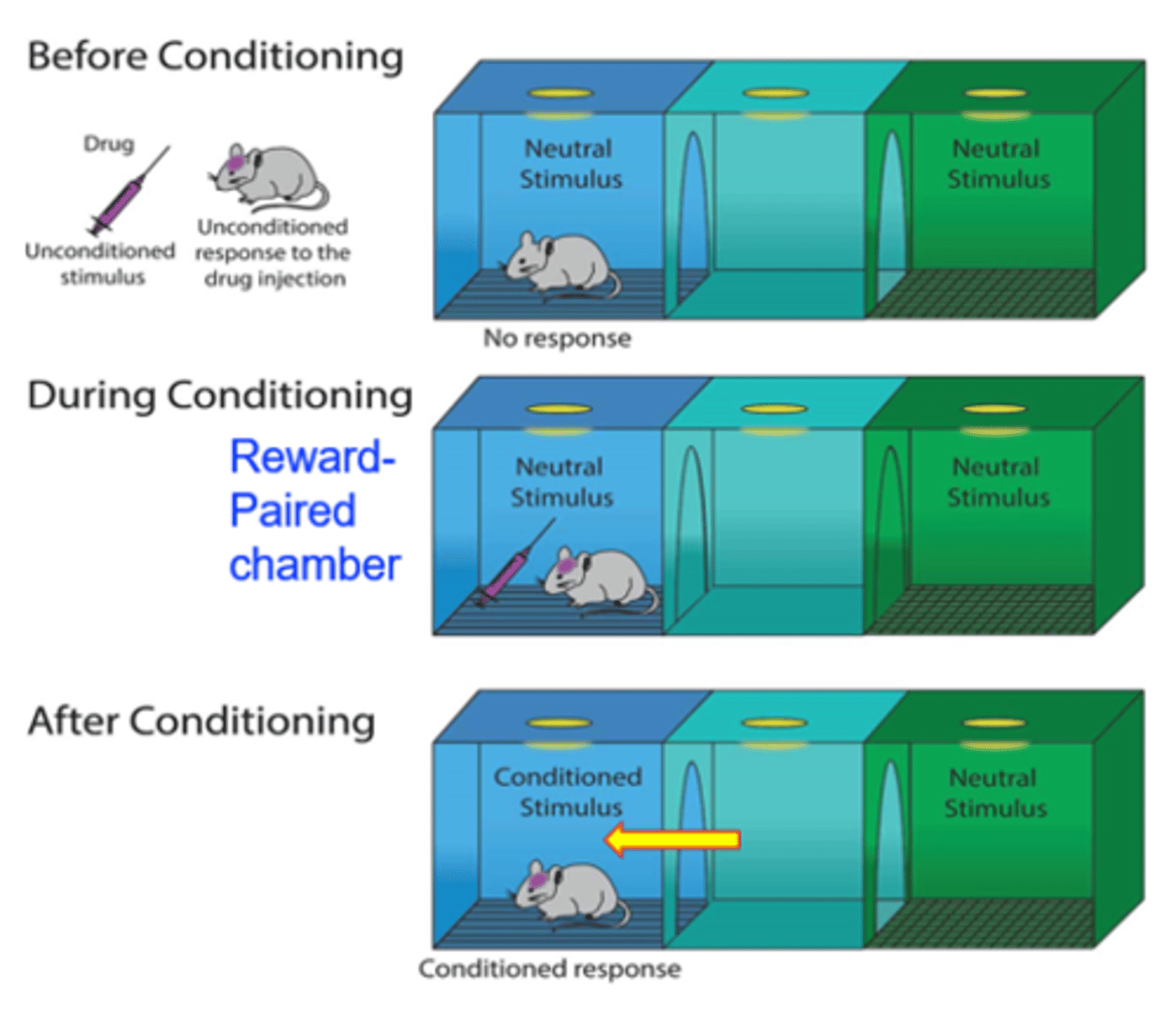<p>Preference for environment associated with drug reward</p>