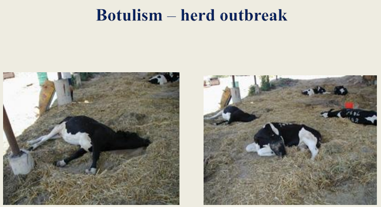 <p>1. situations where disease occurs in cattle that develop</p><p>osteophagia (bone chewing) or sarcophagia (carrion</p><p>eating) → associated with phosphorus deficiency or</p><p>protein deficiency, respectively</p><p>2. death of a large number of animals in a short period of</p><p>time → associated with the ingestion of toxic feed or</p><p>water</p>