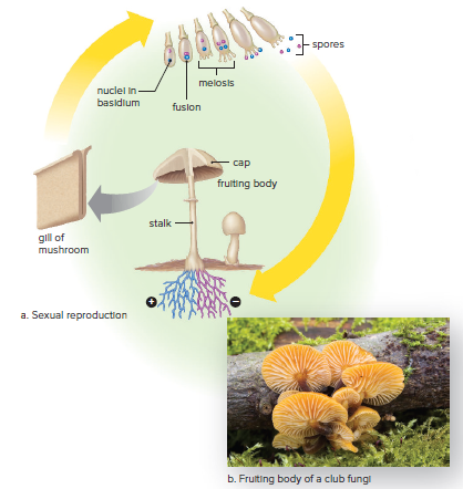 Sexual reproduction in club fungi produces mushrooms.