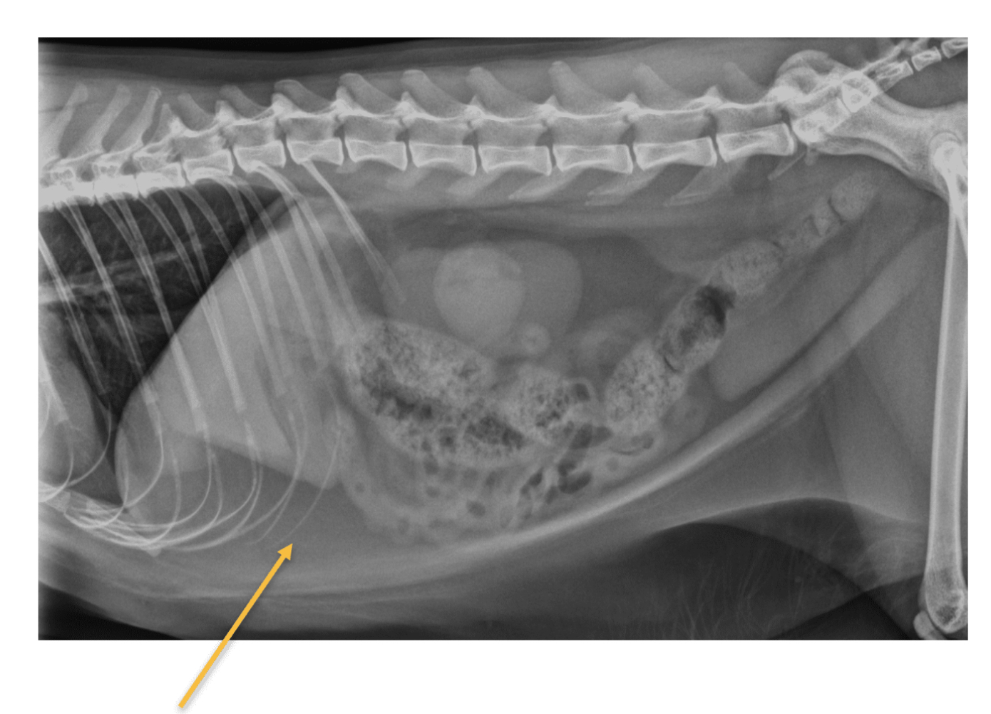 <p>This is a right lateral view of feline patient presented with fever, lethargy, &amp; vomiting. What is the structure noted by the yellow arrow?</p>