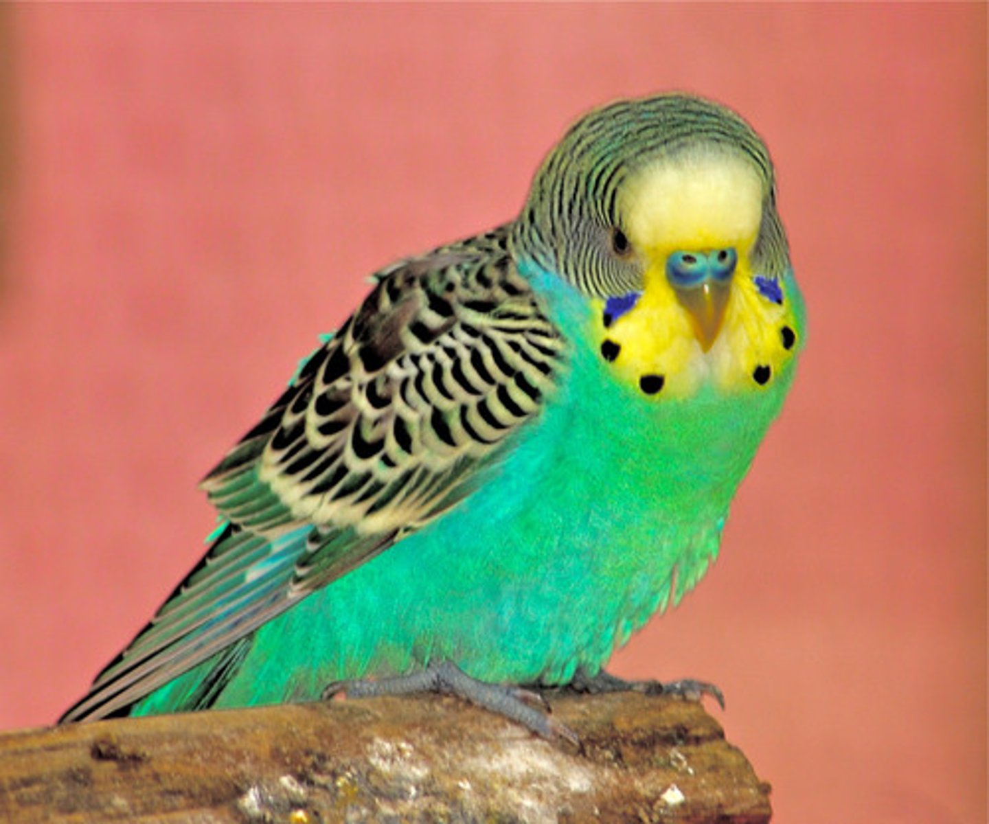 <p>a budgie</p>