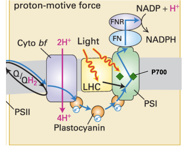 <ul><li><p>discovered first, comes last</p></li><li><p>pC passes e<sup>-</sup> to P700 (special pair chlorophyll) → energy of e<sup>-</sup> boosted by light energy (photons)</p></li><li><p>boosted e<sup>-</sup> move within reaction center → <strong>ferredoxin</strong> (Fn)</p></li><li><p>Fn transfers e<sup>-</sup> w/ high energy → NADP<sup>+</sup>, which picks H<sup>+</sup> to form <strong>NADPH</strong></p><ul><li><p>requires action of ferredoxin-NADP<sup>+</sup> reductase (FNR)</p></li></ul></li></ul><p></p>