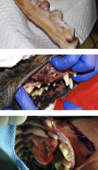 <p>low/high fibrosarcoma:</p><p>-histologically low grade, biologically high grade oral tumors</p>