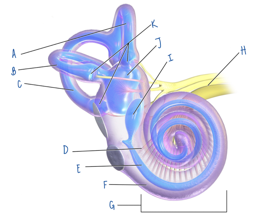 <p>Name the part of the inner ear labeled I</p>