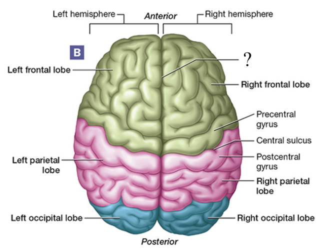 <p>deep groove found between each cerebral hemisphere</p>