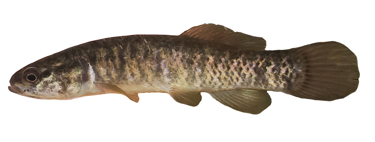 <p><span><span>Esocide;</span></span></p><p><span><span>Central Mudminnow;</span></span></p><p><span><span>Umbra limi</span></span></p>