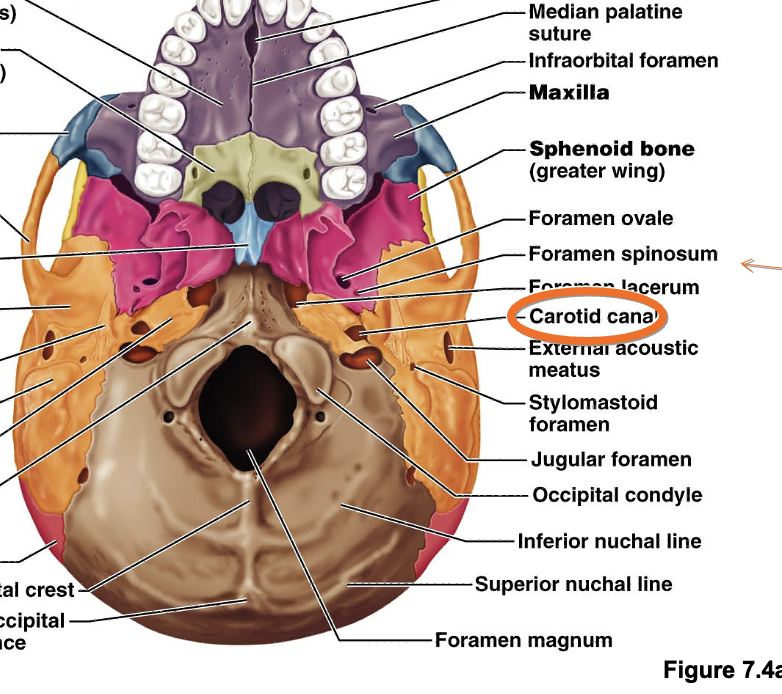 <p>Occipital condyle</p>