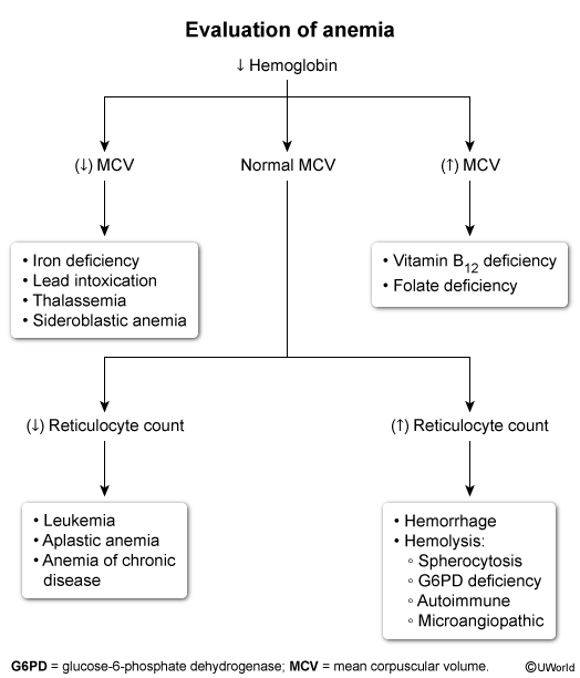 <p><strong>hereditary spherocytosis </strong>d/t deficiency in tbc scaffolding proteins (spectrin, ankyrin)</p><p>↑ mean corpuscular hemoglobin concentration due to membrane loss &amp; rbc dehydration</p><p>RUQ pain due to pigment gallstones → cholecystitis</p><p>ggive folate (chronic hemolysis consumes it) &amp; may require splenectomy</p>