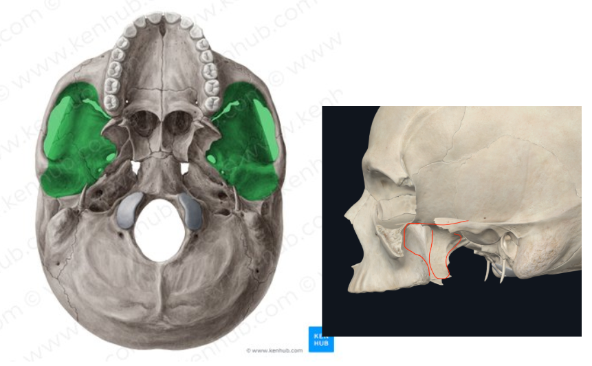 <p><span>tambien llamada Fosa infratemporal</span></p>