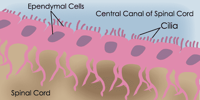 <p>forms membranes around tissue; lines cavities of the brain and spinal cord; circulates cerebrospinal fluid</p>
