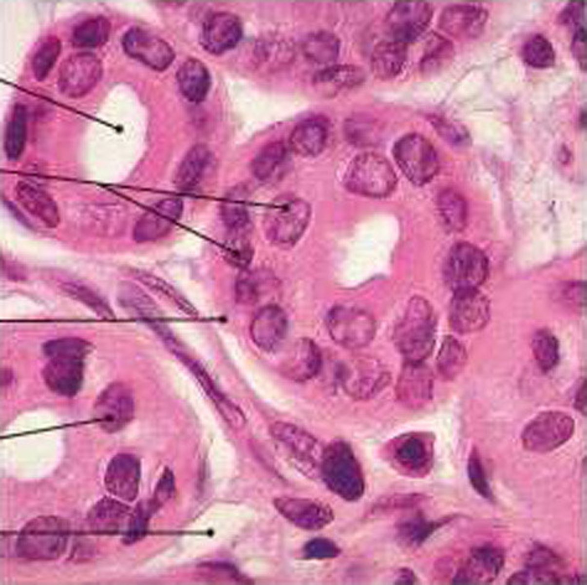 <p>Function: protection</p><p>Location: Largest ducts of sweat glands, mammary glands, and salivary glands.</p>