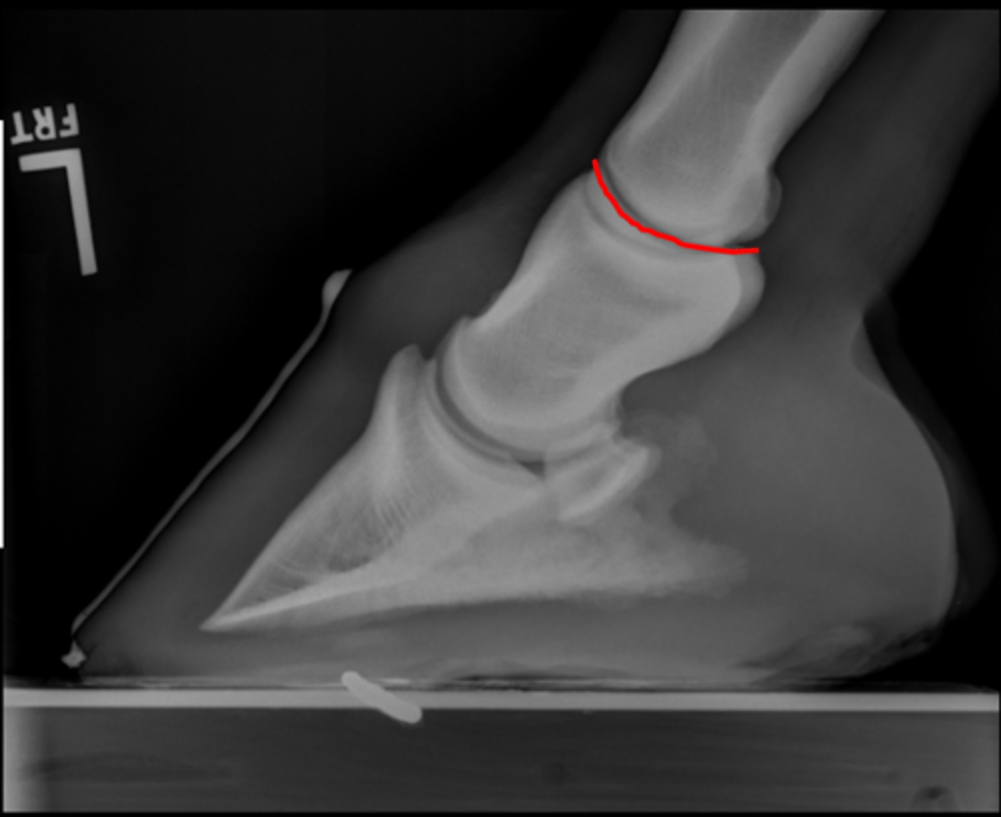 <p>pastern joint</p>