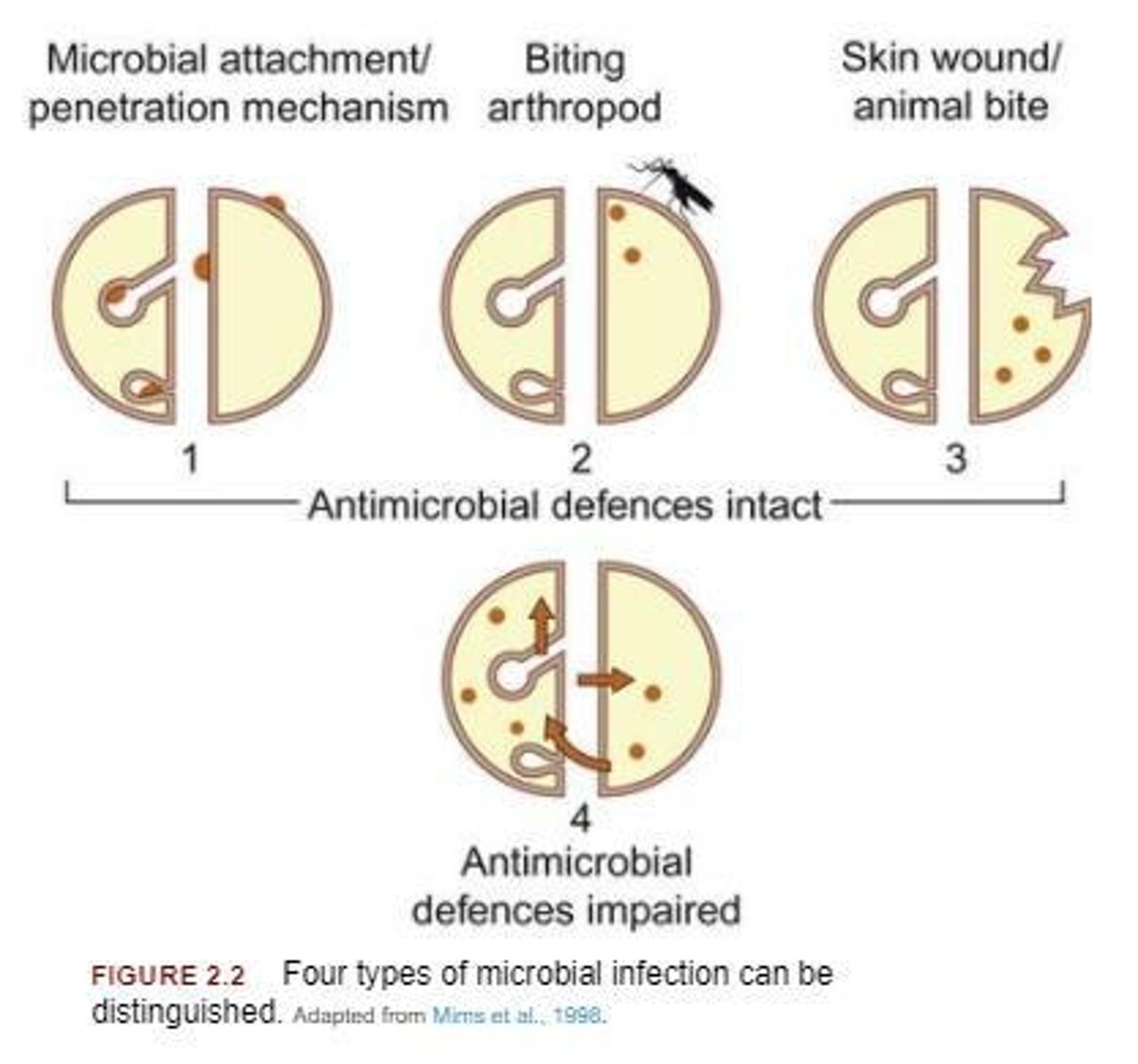 <p>Arthropods like mosquitoes and ticks penetrate the skin and can introduce pathogens either mechanically or biologically.</p>