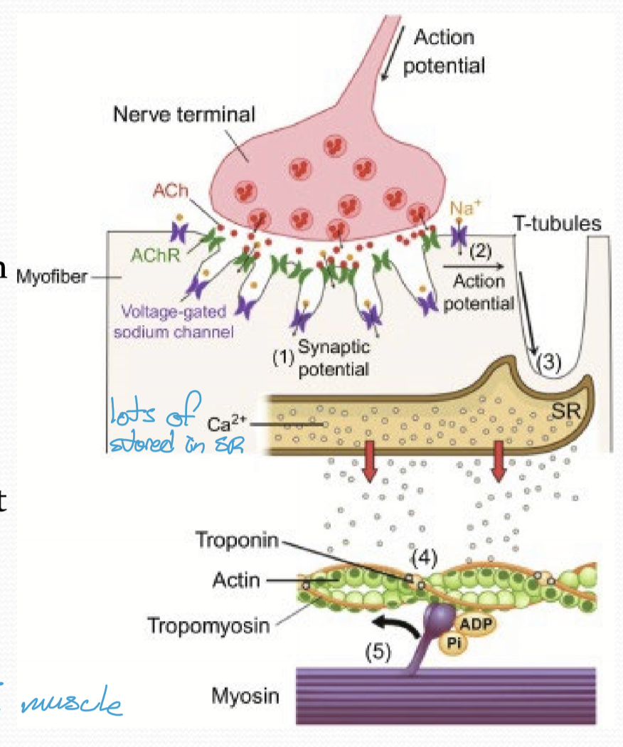 <ol><li><p>ACh binds to ACh receptors on the muscle cell, triggering the opening of ion channels. </p></li><li><p>Action potential is generated within the muscle cell within the T-tubules</p></li><li><p>The sarcoplasmic reticulum is triggered to release large amounts of calcium</p></li><li><p>Calcium binds to Troponin causing it to disassociate with F-actin</p></li><li><p>Troponin removal allows myosin to bind to actin and sarcomere contraction </p></li></ol><p></p>