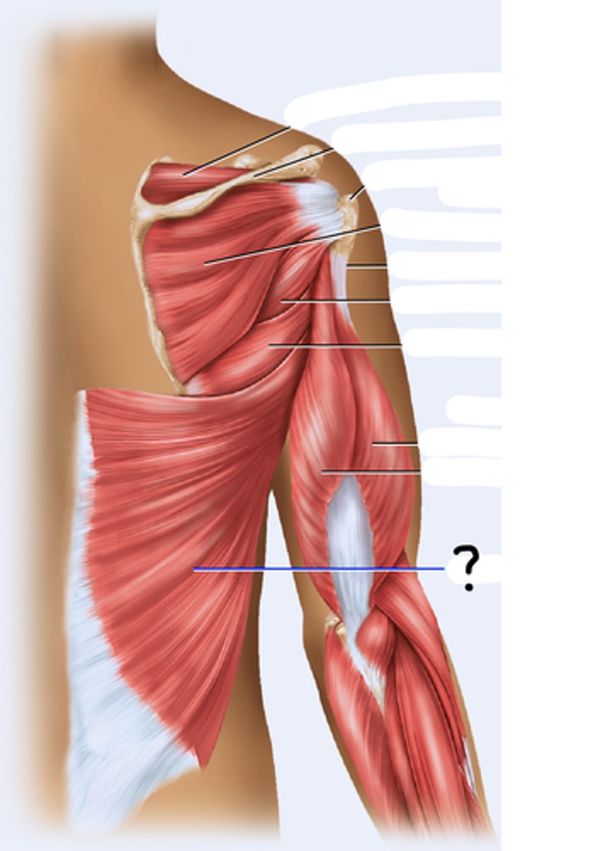 <p>adducts and medially rotates humerus, extends shoulder joint</p>
