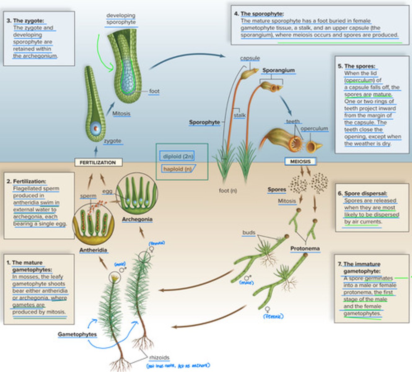 <p>1. The mature. Gametophytes :</p><p>In Mosses, the leafy gametophyte shoots bear either antheridia or archaegonia. Where gametes are produced by mitosis.</p><p>2. Fertilization :</p><p>Flagellated sperm produced in antheridia swim in external water to archegonia , each bearing a single egg.</p><p>3. The Zygote :</p><p>The zygote and developing sporophyte are retained within the archegonium .</p><p>4. The sporophyte :</p><p>The mature sporophyte has a foot buried in female gametophyte tissue, a stalk, and an upper capsule ( the sporangium ), where meiosis occurs and spores are produced.</p><p>5. The spores :</p><p>When the lid ( operculum ) of a capsule falls off, the spores are mature. One or two rings of teeth project inward from the margin of the capsule, the teeth close the opening, except when the weather is dry.</p><p>6. Spore dispersal :</p><p>Spores are released when they are most likely to be dispersed by air currents .</p><p>7. The immature. Gametophyte :</p><p>*see slide, ran out of words here.</p>
