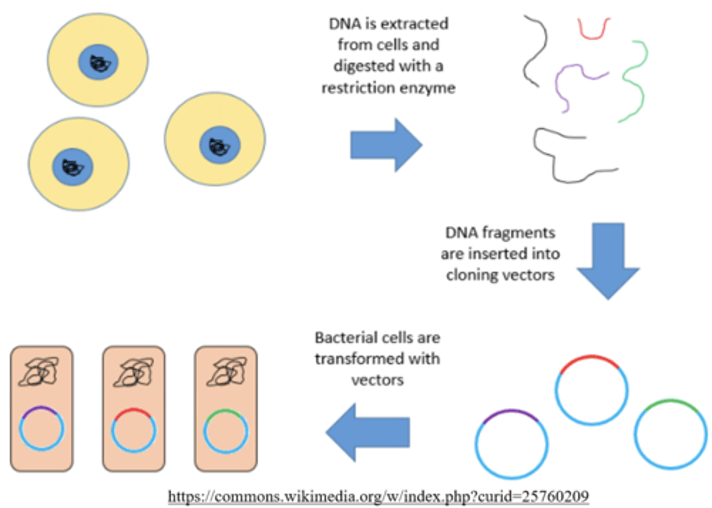 <p>vector</p><p>(used heavily in genomic libraries and bacterial cloning)</p>