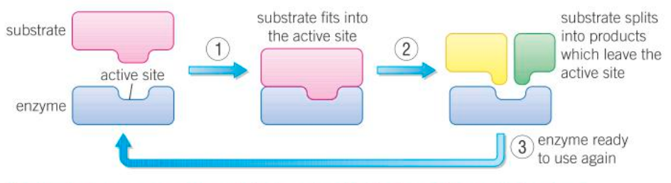 <ul><li><p>The substrate of the reaction to be catalysed fits into the active site of the enzyme.</p></li><li><p>The enzyme and the substrate bind together.</p></li><li><p>The reaction then takes place rapidly - products are released from the surface of the enzyme.</p></li></ul>
