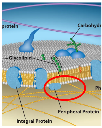 <p>They help with structure and recognition sites, only located on the outside/inside of the membrane (never in the middle).</p>