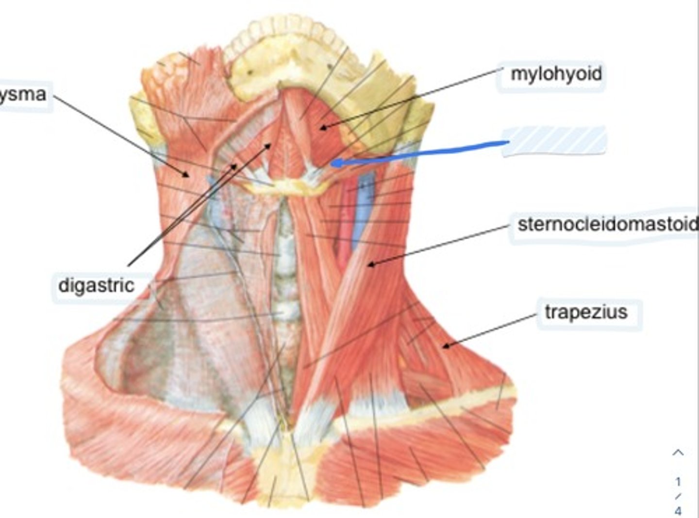knowt flashcard image