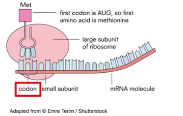 <p>#1 Step of Translation: <mark data-color="yellow">Initiation</mark> </p>