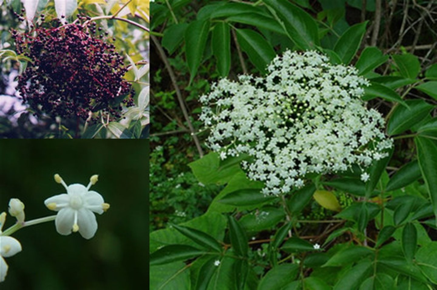 <p>Adoxaceae Sambucus canadensis</p>