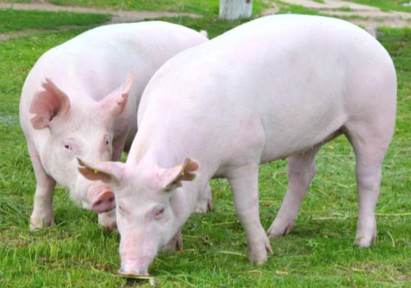 <p>What is this breed?</p>